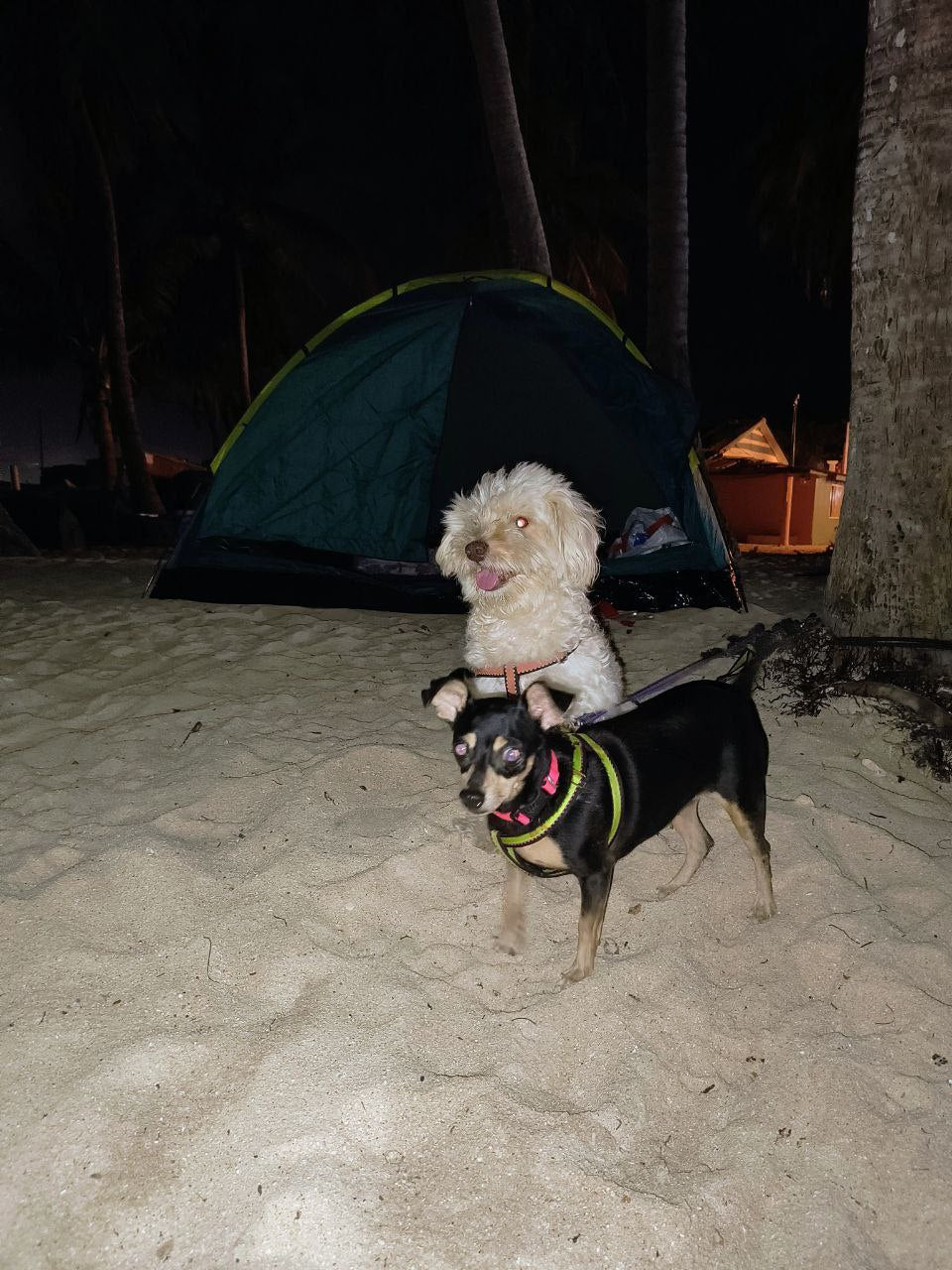 Camping en la playa premium