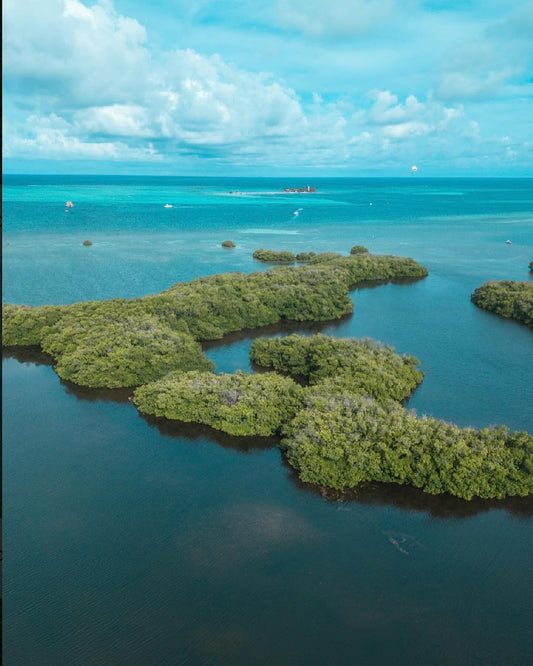 Acuario + Johnny Cay + Manglares SUPER FULL VIP

Tres experiencias en un solo día: naturaleza, playa y magia caribeña.